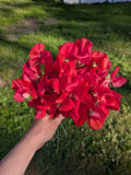 Royal Scarlet