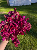 Royal Maroon