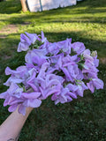 Royal Lavender