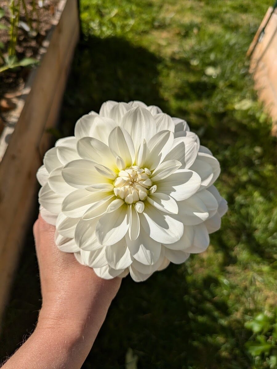 White Onesta