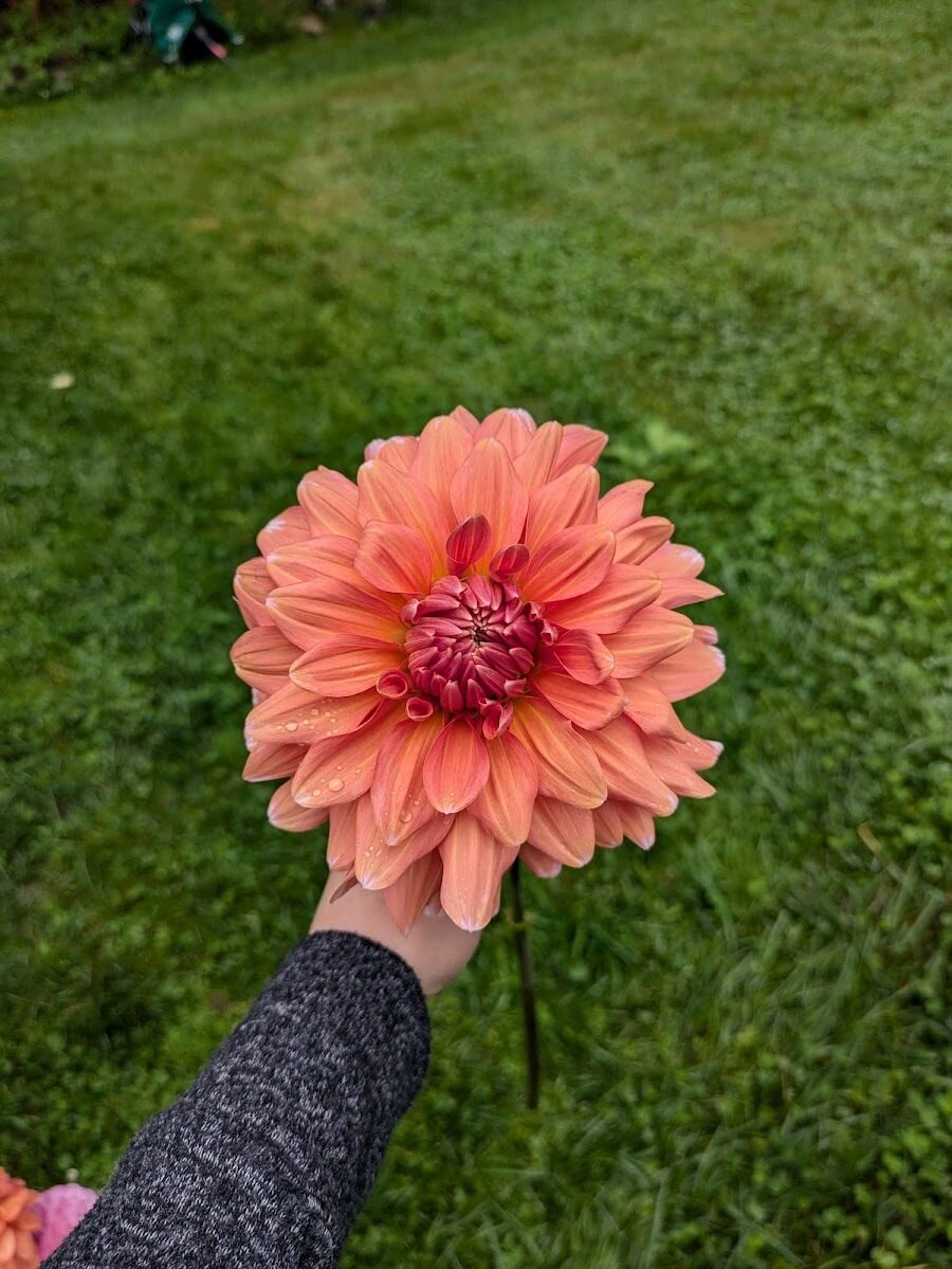 A La Mode – Badke Blooms