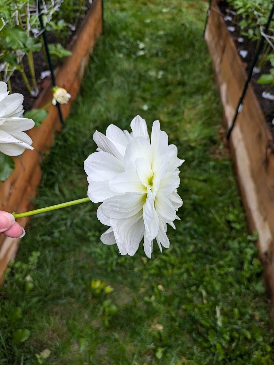 White Onesta