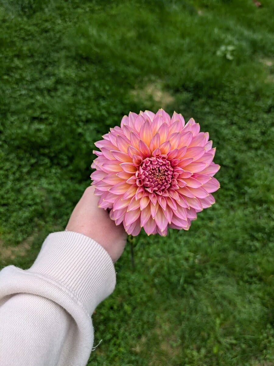 Bloomquist Mojo