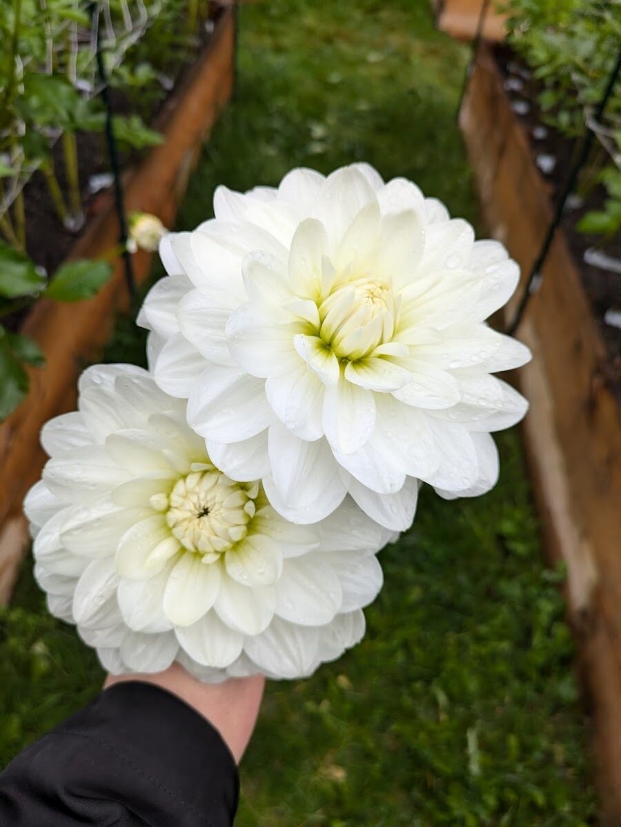 White Onesta