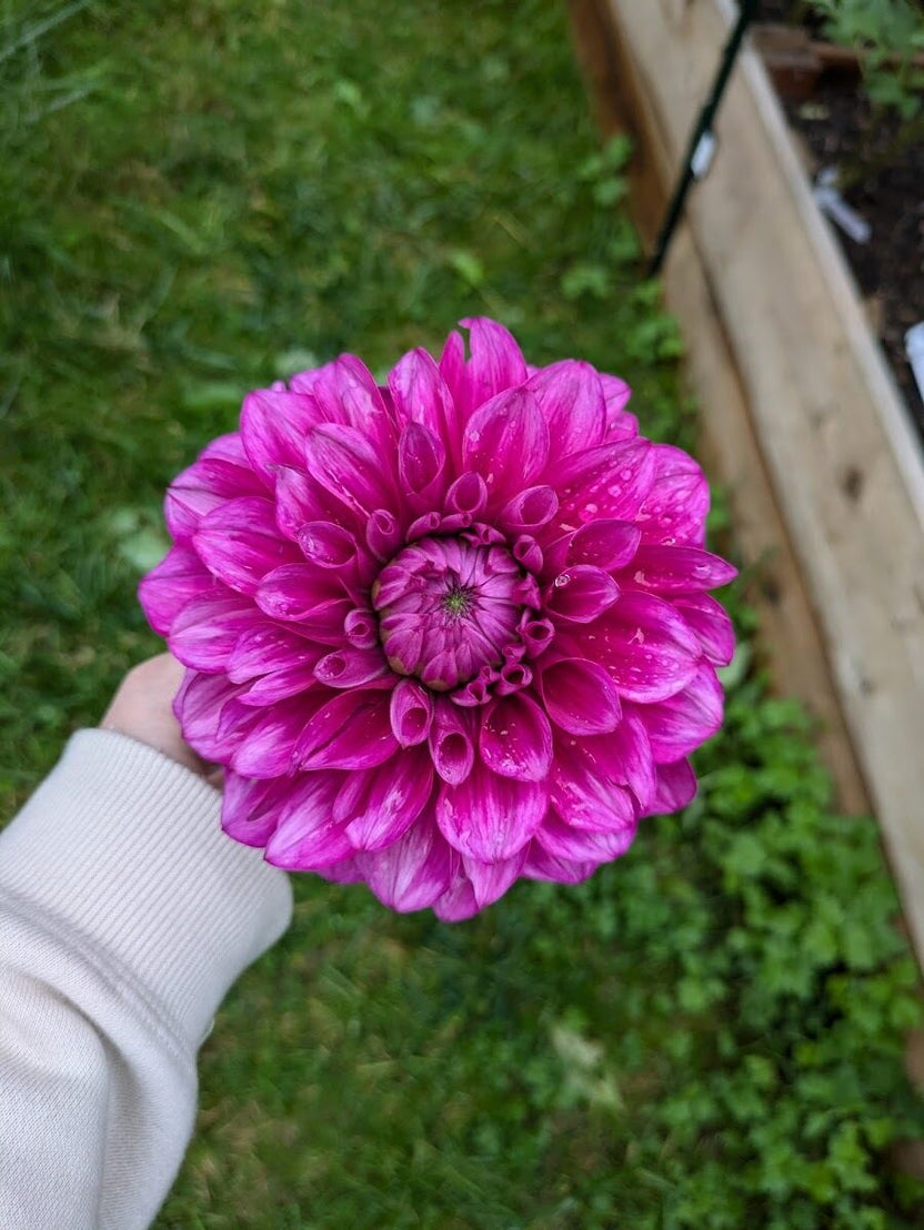 Dahlias – Badke Blooms