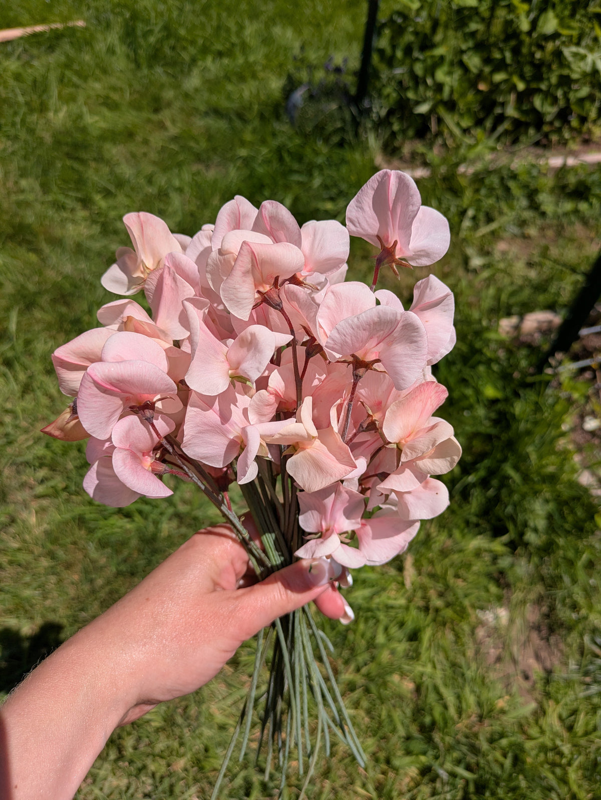 Shell Pink