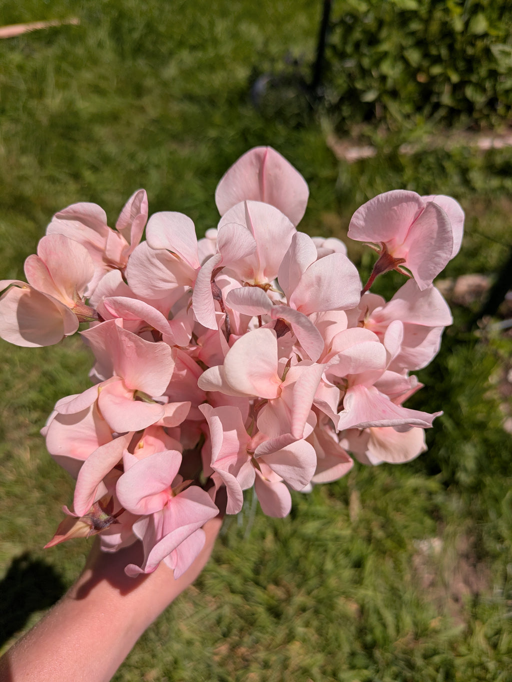 Shell Pink